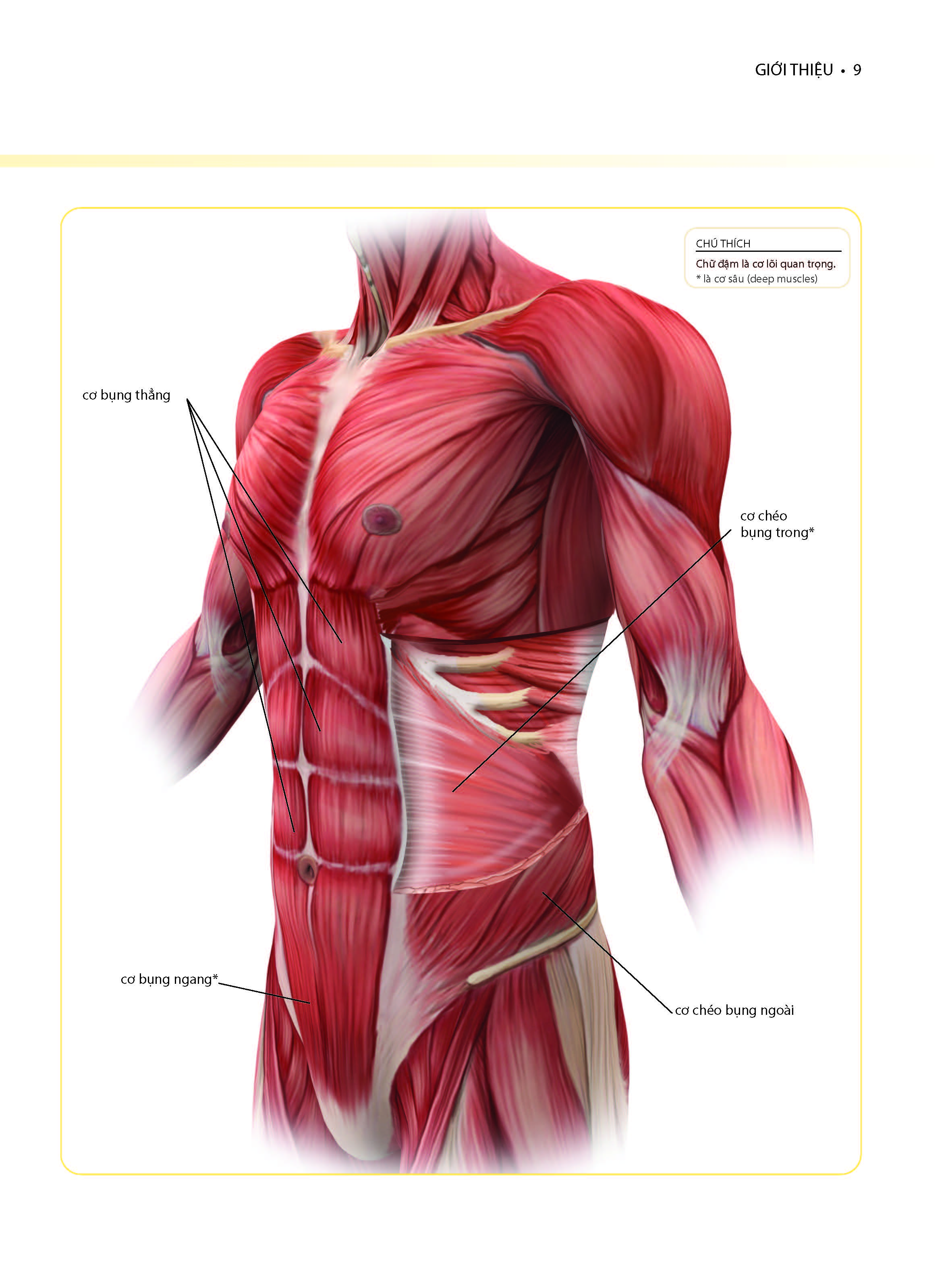 Khỏe Đẹp Với Các Bài Tập Cơ Bản