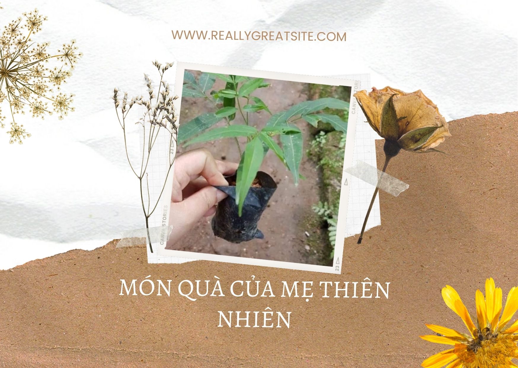 Hạt giống bồ hòn Huna'shome 20 hạt