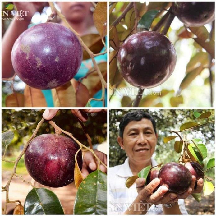 CÂY GIỐNG VÚ SỮA TÍM HÀNG GÉP , CAM KẾT GIỐNG CHUẨN F1