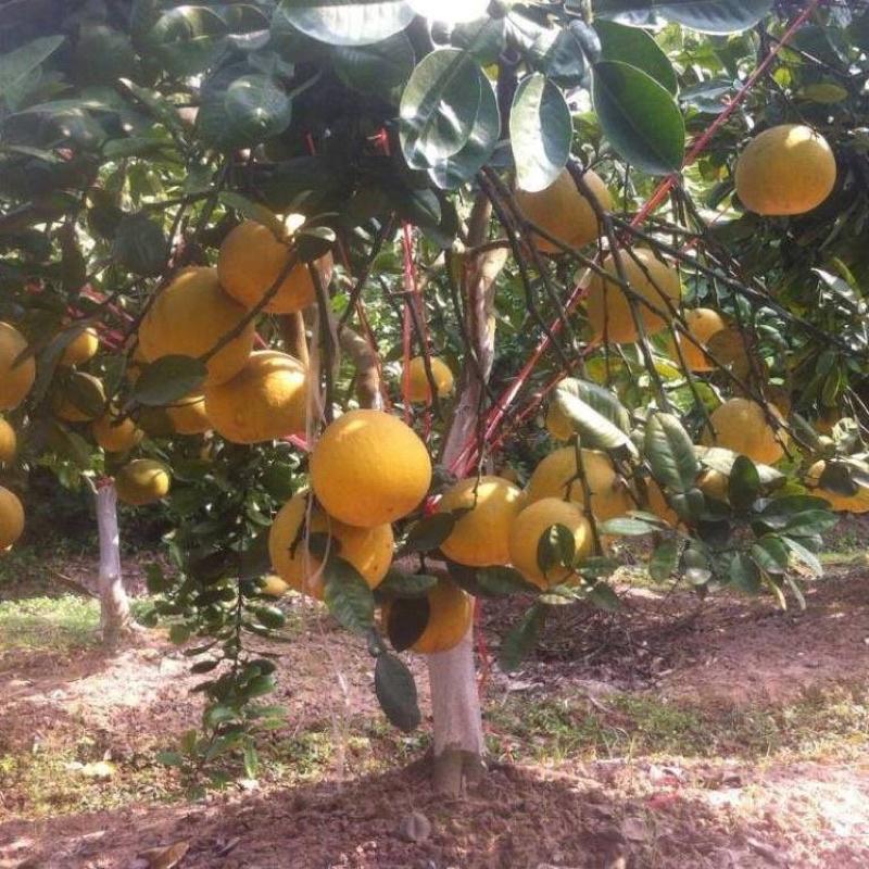 Cây giống bưởi đỏ Tân Lạc cho năng suất cao và ổn định