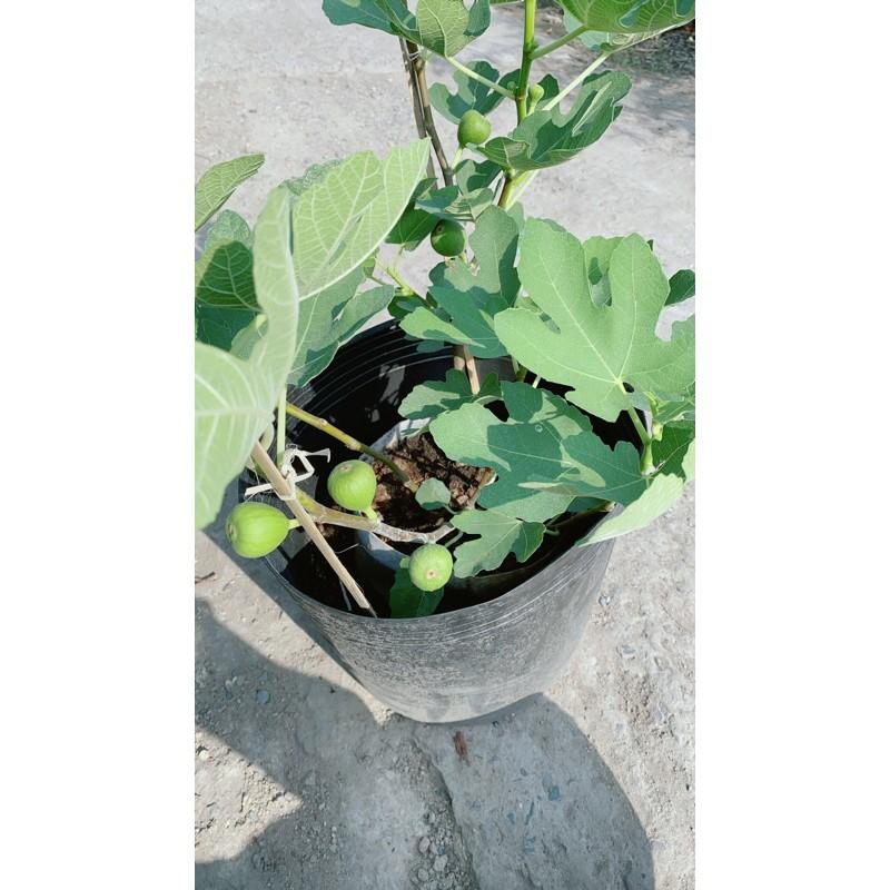 Cây Sung Có Sẵn Trái