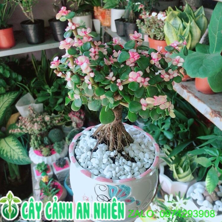 Chậu Cây Cành Vàng Lá Ngọc