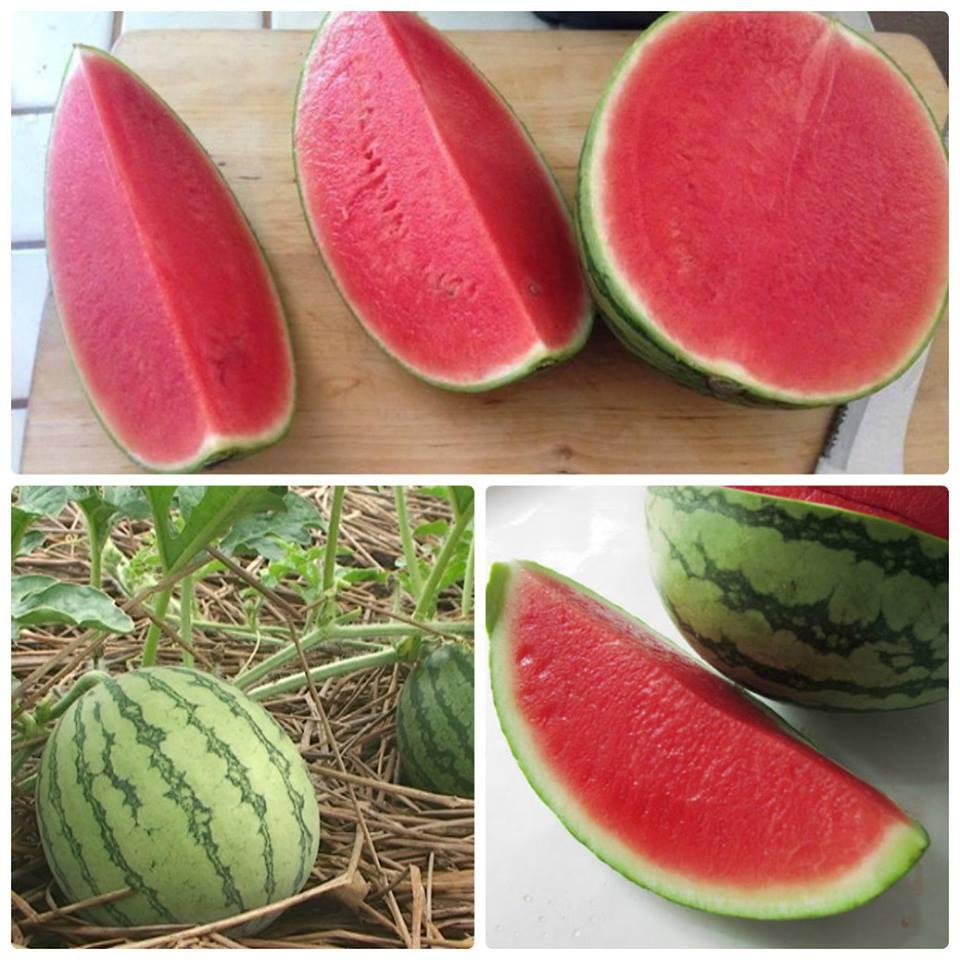 Hạt giống dưa hấu ruột đỏ quả tròn - 1 gói 10 hạt/Kèm gói kích hạt nảy mầm