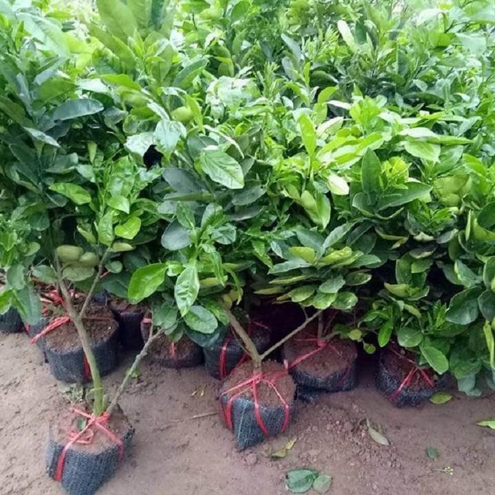 CÂY GIỐNG BƯỞI DIỄN CHUẨN
