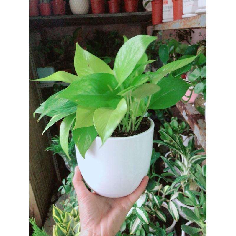 Chậu Cây Trầu Bà Thái