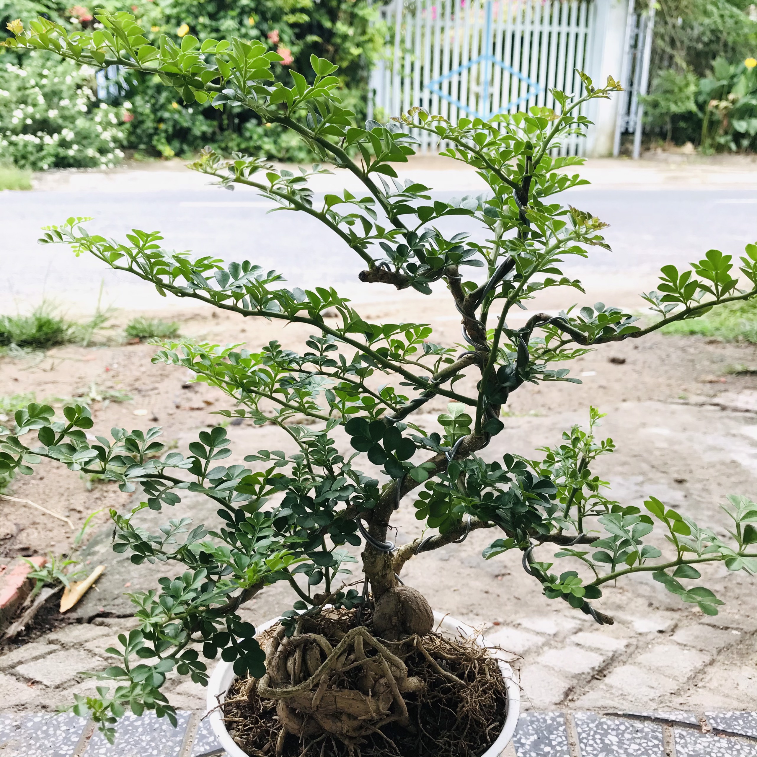 Cây Cần Thăng Bonsai Mini Chậu Nhựa