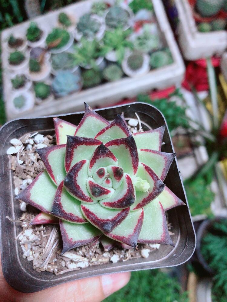 Sen Đá Đế Vương