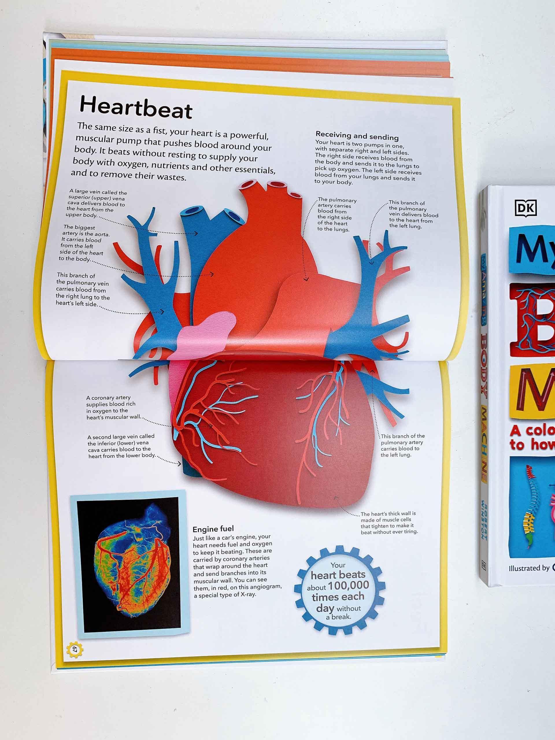 My Amazing Body Machine : A Colourful Visual Guide to How your Body Works