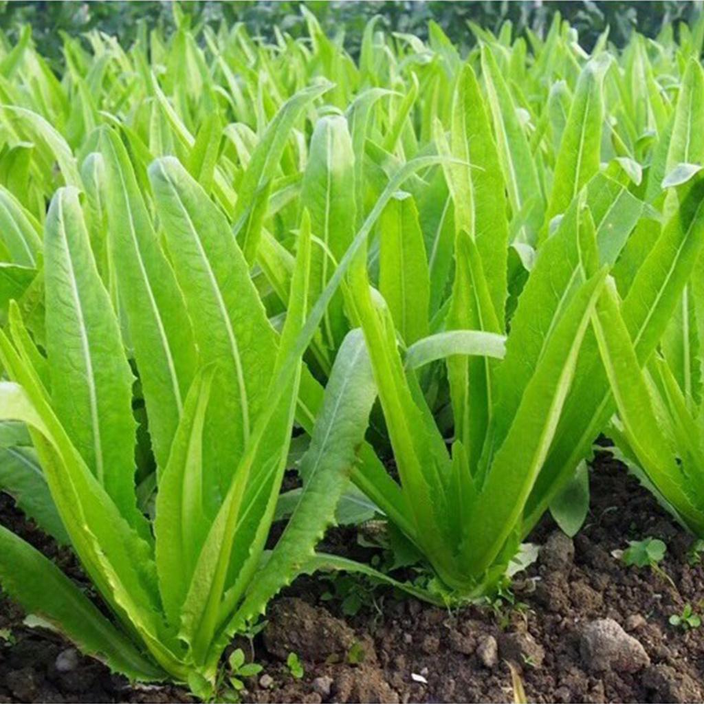 Gói 5g Hạt giống rau diếp thơm năng suất cao, chống chịu khỏe, dễ chăm sóc - Anh nông dân chính hiệu