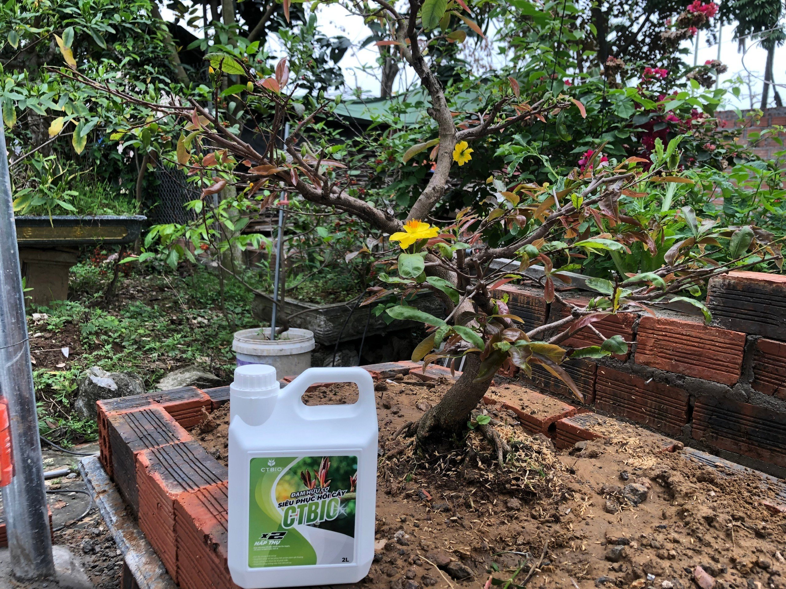 SIÊU PHỤC HỒI CÂY CTBIO - phân hữu cơ