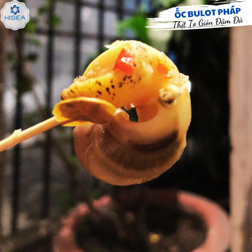 Ốc bulot Pháp - 1 kg