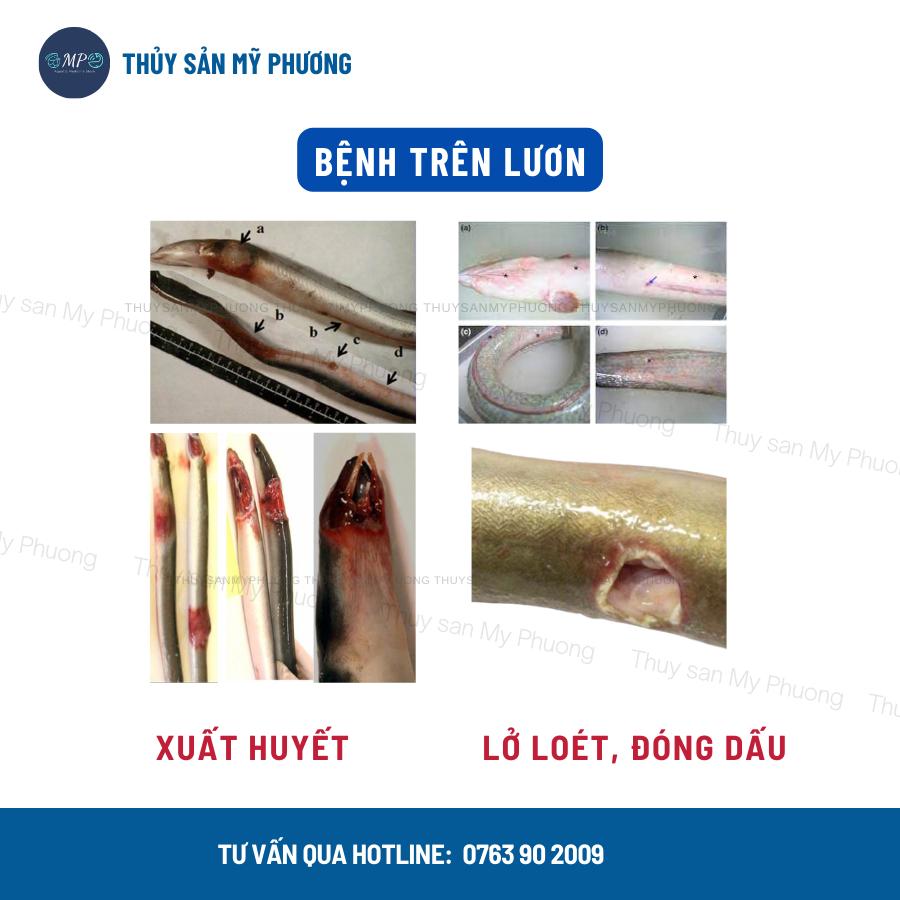 Oxytetracycline Hcl 99% ks lươn đóng dấu ghẻ lở nấm đốm trắng đỏ sưng mang xuất huyết viêm ruột không tiêu ăn yếu lờ đờ