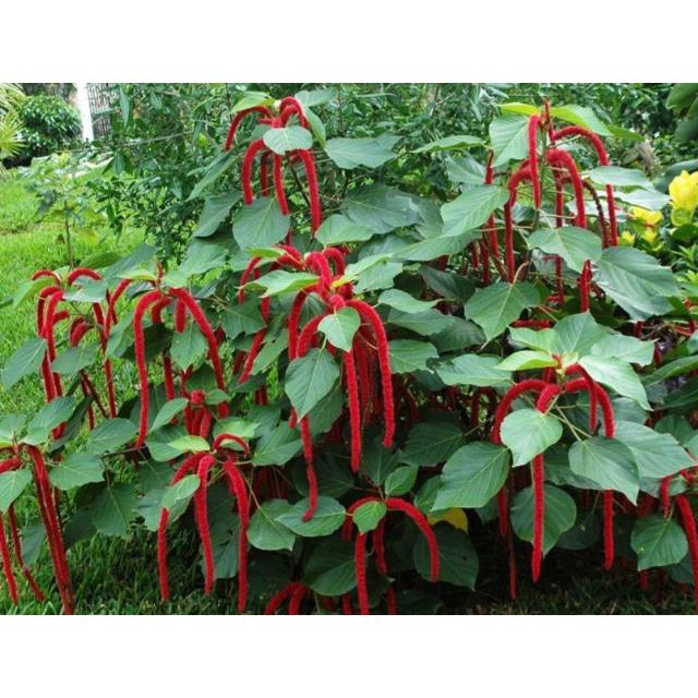 Hạt giống hoa Tai Tượng Đuôi Chồn Đỏ KNS3685 - Gói 30 hạt