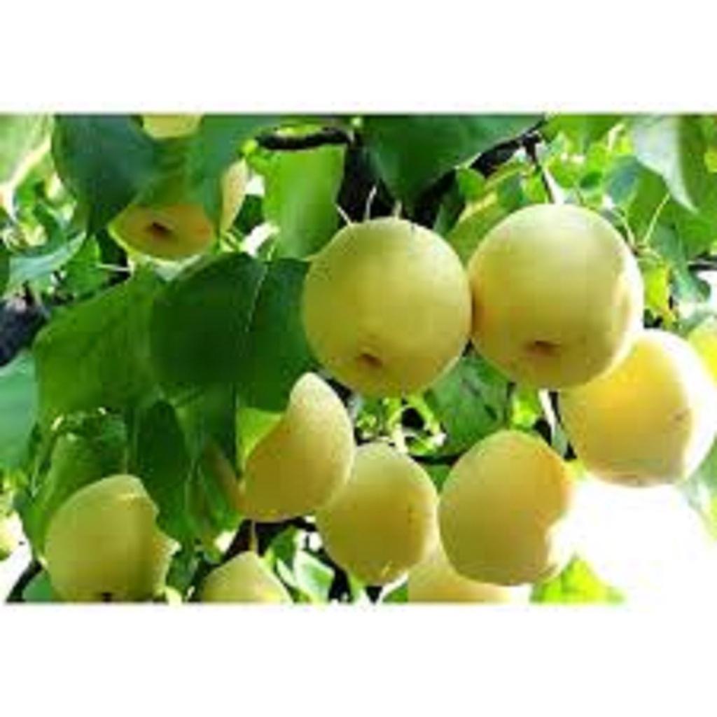 CÂY GIỐNG LÊ VÀNG SIÊU TRÁI.