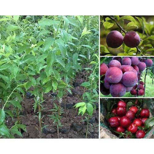 MẬN TÍM CHÍN SỚM BẮC HÀ