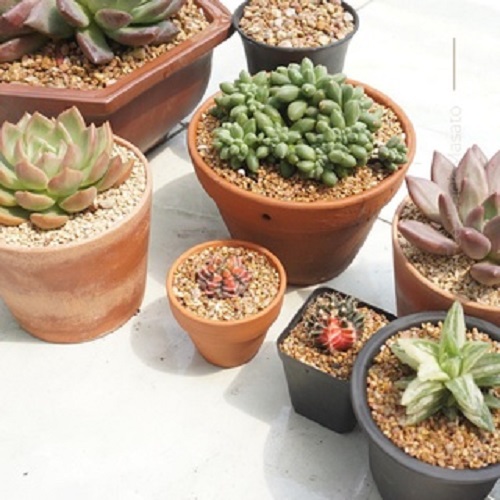 500GR - Đá Khoáng Maifan chuyên trồng Sen Đá, Xương Rồng, Bonsai - giữu Màu, Tạo Màu Hoa