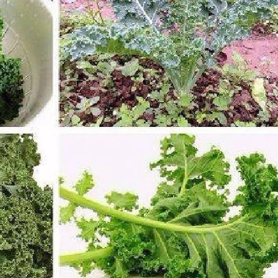 Gói 20 hạt . Hạt giống Cải xoan xanh Kale/tặng kèm gói phân bón lót