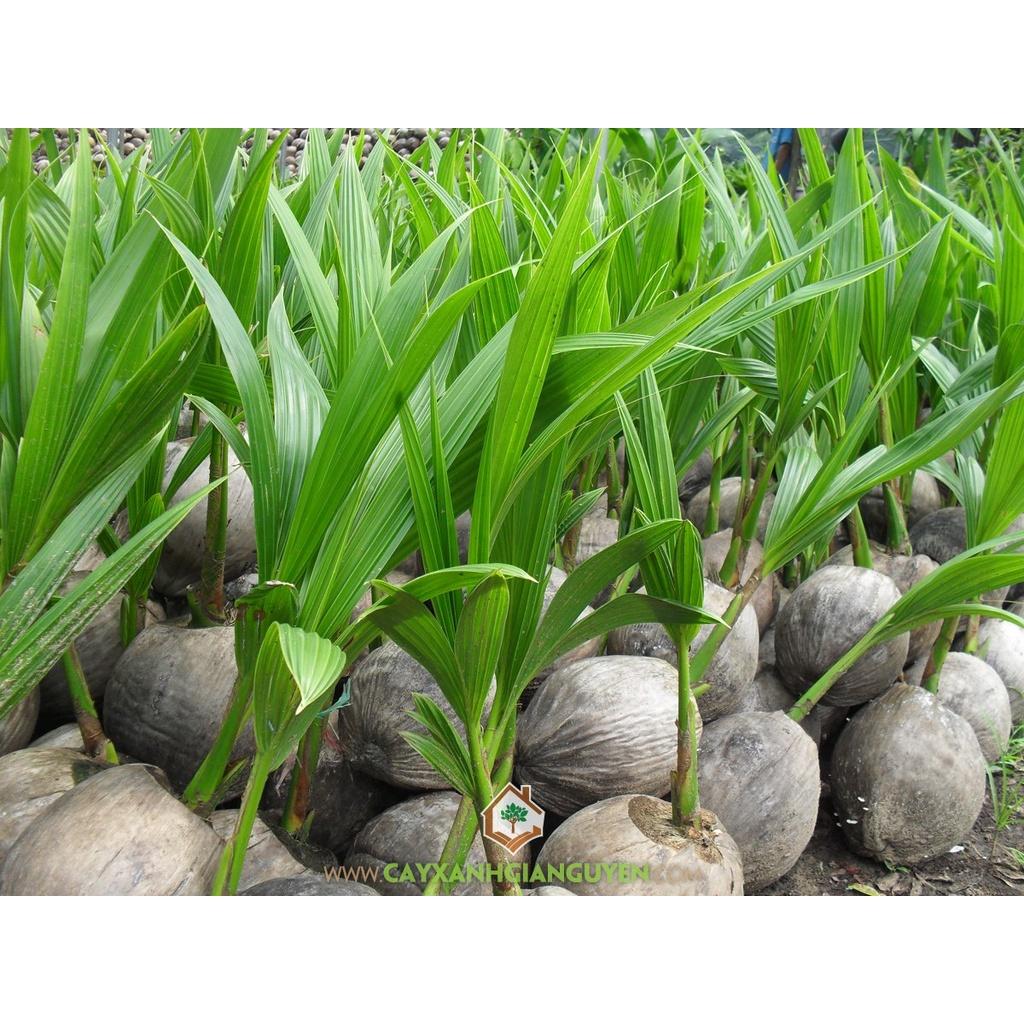 Cây giống dừa dứa thuần chủng F1