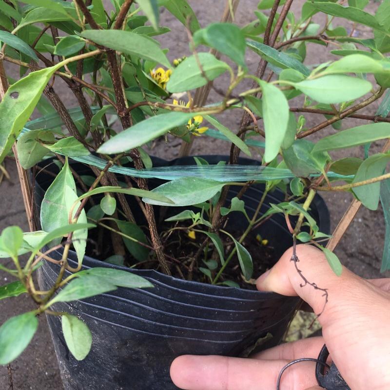 Cây kim đồng trồng bịch đen cao 25-30cm cây đã có hoa và nụ