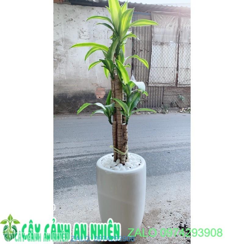 Chậu Cây Thiết Mộc Lan