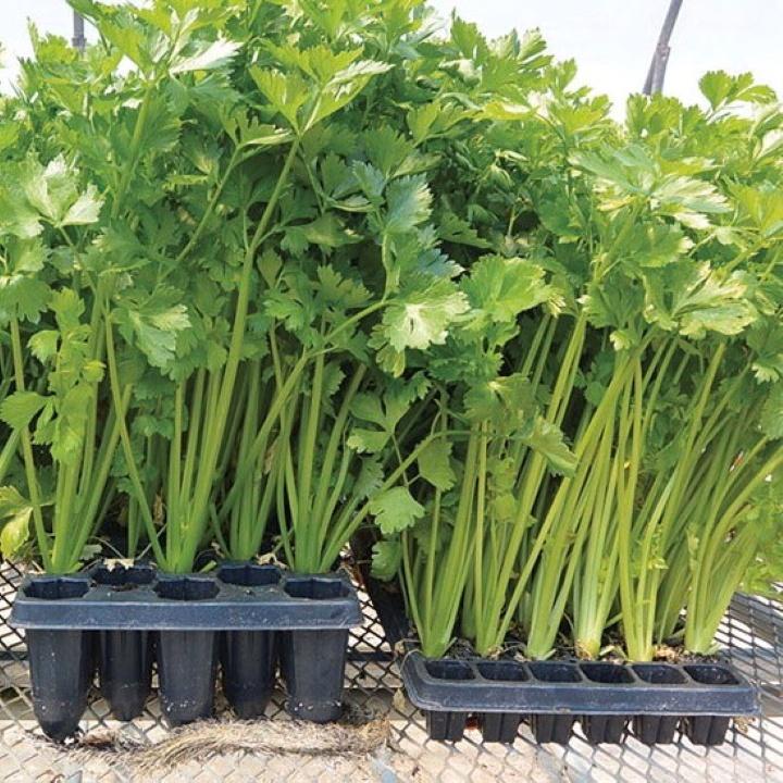 Hạt giống RD Cần tây Thera gói 5gr
