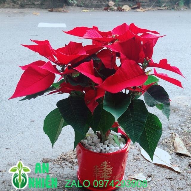 Chậu Cây Trạng Nguyên