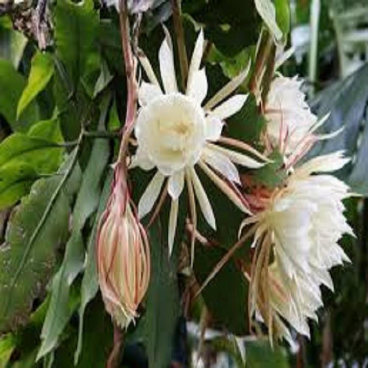 CHẬU CÂY GIỐNG HOA QUỲNH DAO CỔ