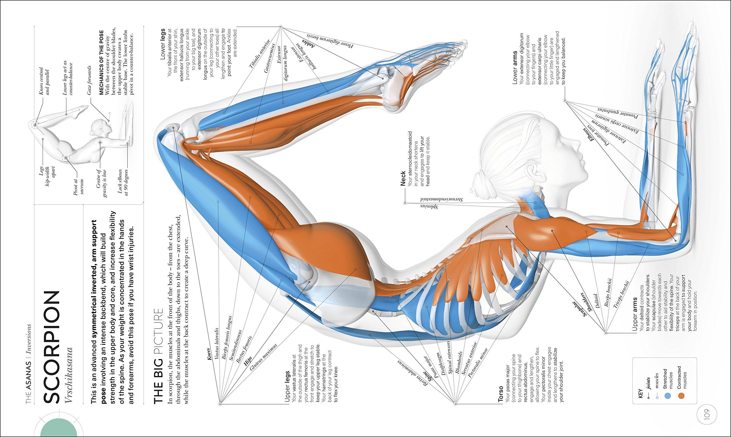 Science Of Yoga: Understand The Anatomy And Physiology To Perfect Your Practice