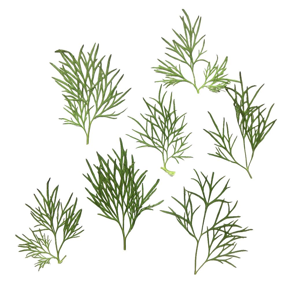 10x Pressed Dried Flower Dry Leaves for DIY Crafts Bookmark Cards Making