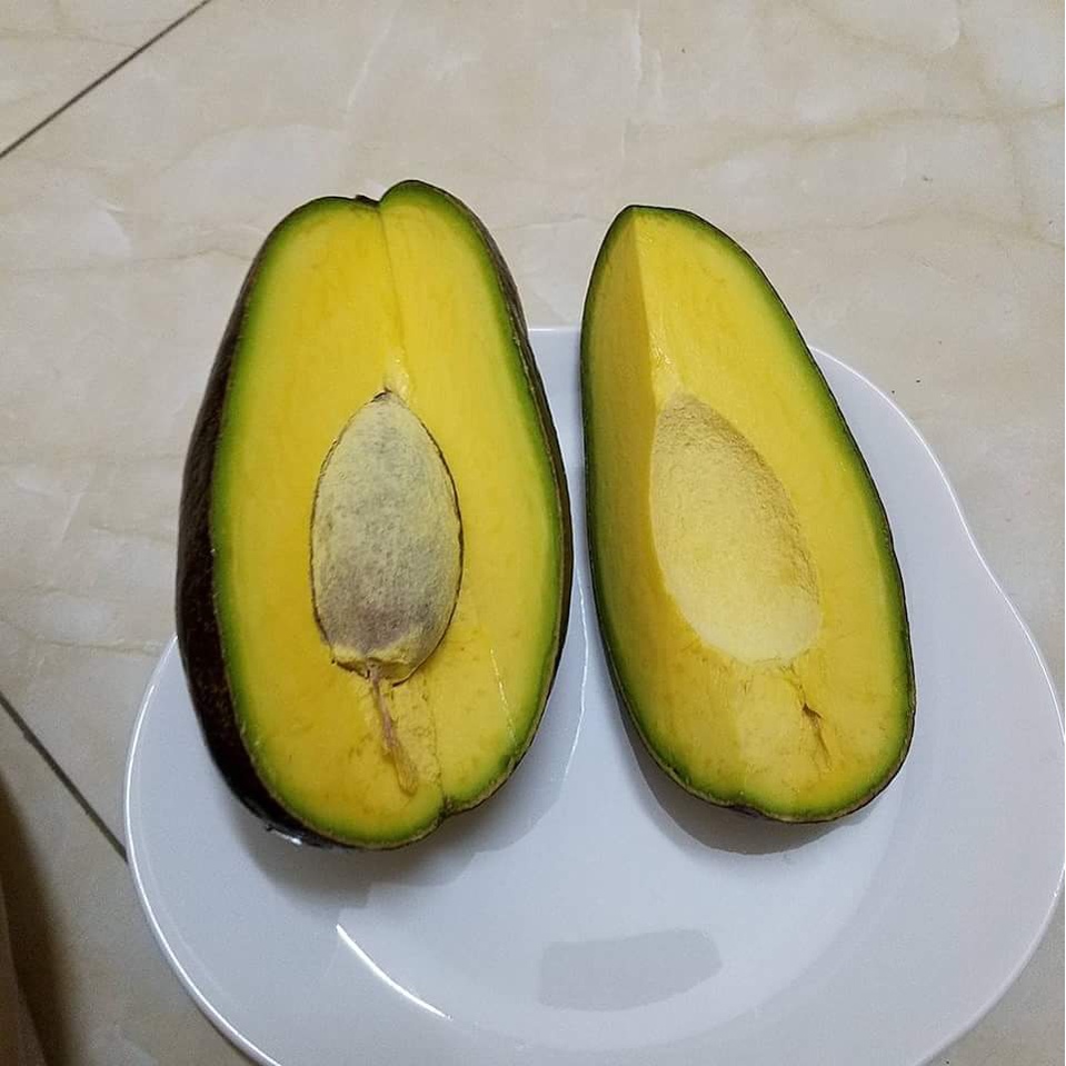 Giống bơ Thành Bích trái to khổng lồ nhất hiện nay