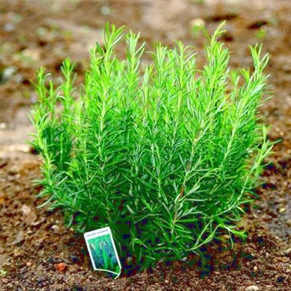 Hạt giống Cây Hương Thảo gia vị đuổi muỗi - 15 hạt