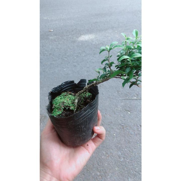 Sam Hương BonsaI