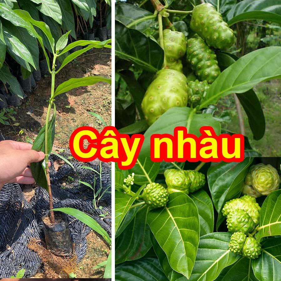 Cây giống Nhàu hỗ trợ bệnh tiểu đường, tăng huyết á