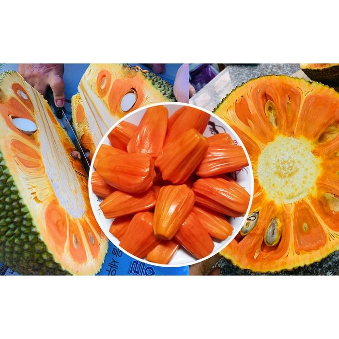 Cây giống mít ruột đỏ sơ vàng indonesia lá bầu