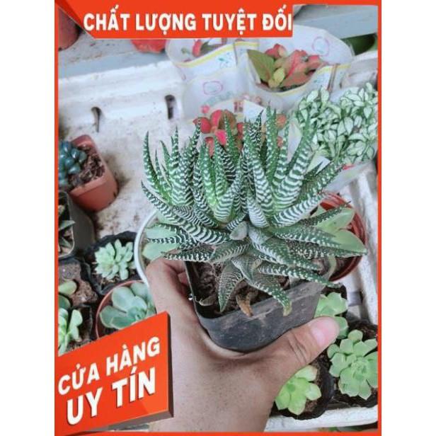 Chậu Móng Rồng