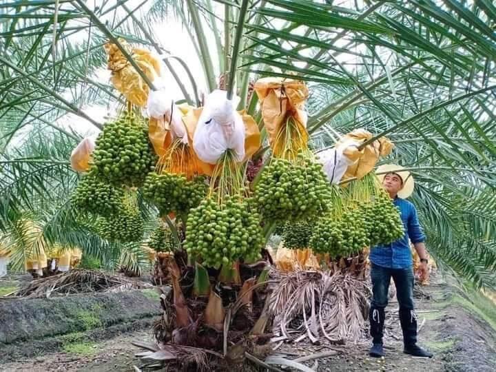CÂY GIỐNG CHÀ LÀ ĂN QUẢ