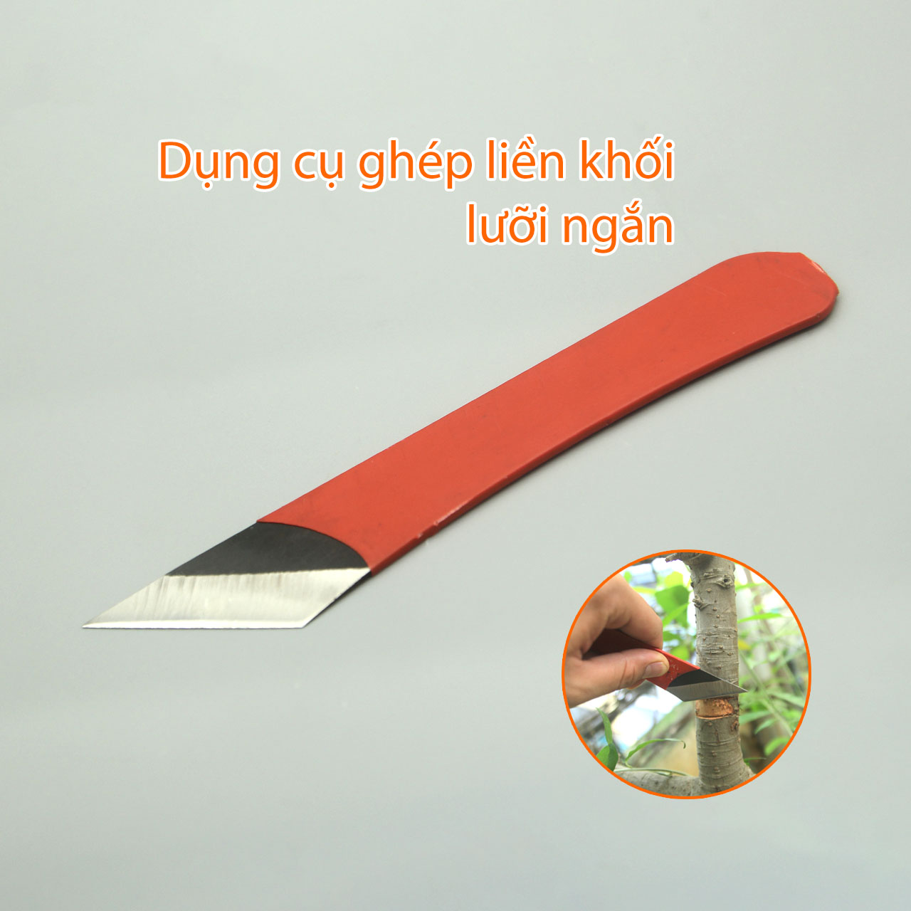 Dao ghép liền khối lưỡi ngắn chuyên ghép cải tạo cây thân gỗ