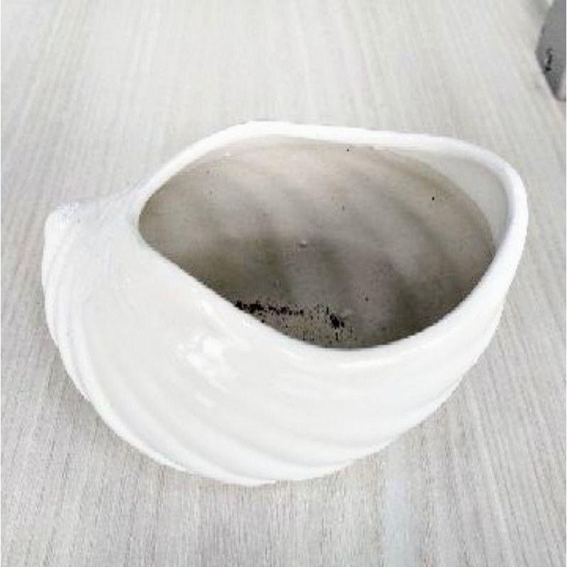 Chậu sứ trồng cây hình ốc đặc biệt