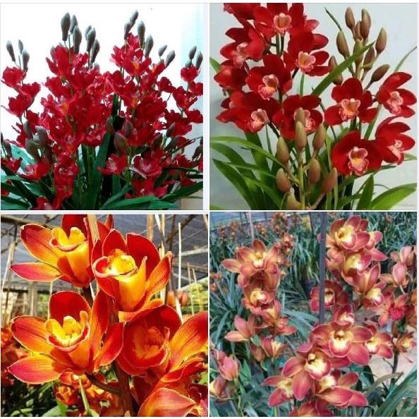 Củ giống ĐỊA LAN SANTO hoa màu vàng, củ to, nảy mần tốt, giá rẻ