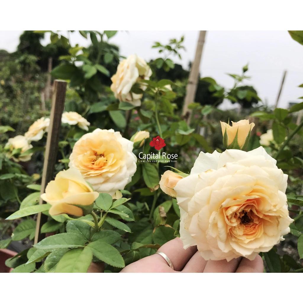 Hoa hồng ngoại Kizuna Rose cực đẹp
