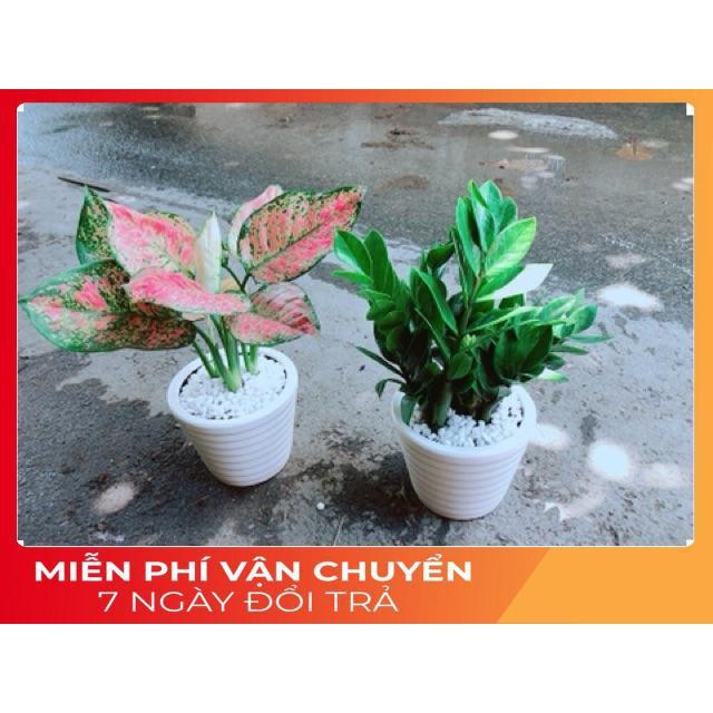 Combo 2 Chậu Cây Vạn Lộc & Kim Tiền