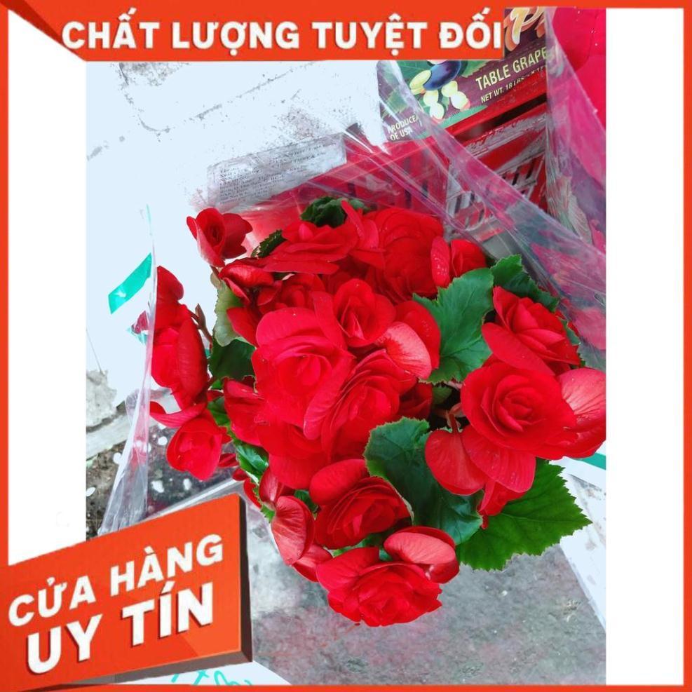 Hải đường kèm chậu sứ trắng Nhiều Người Mua