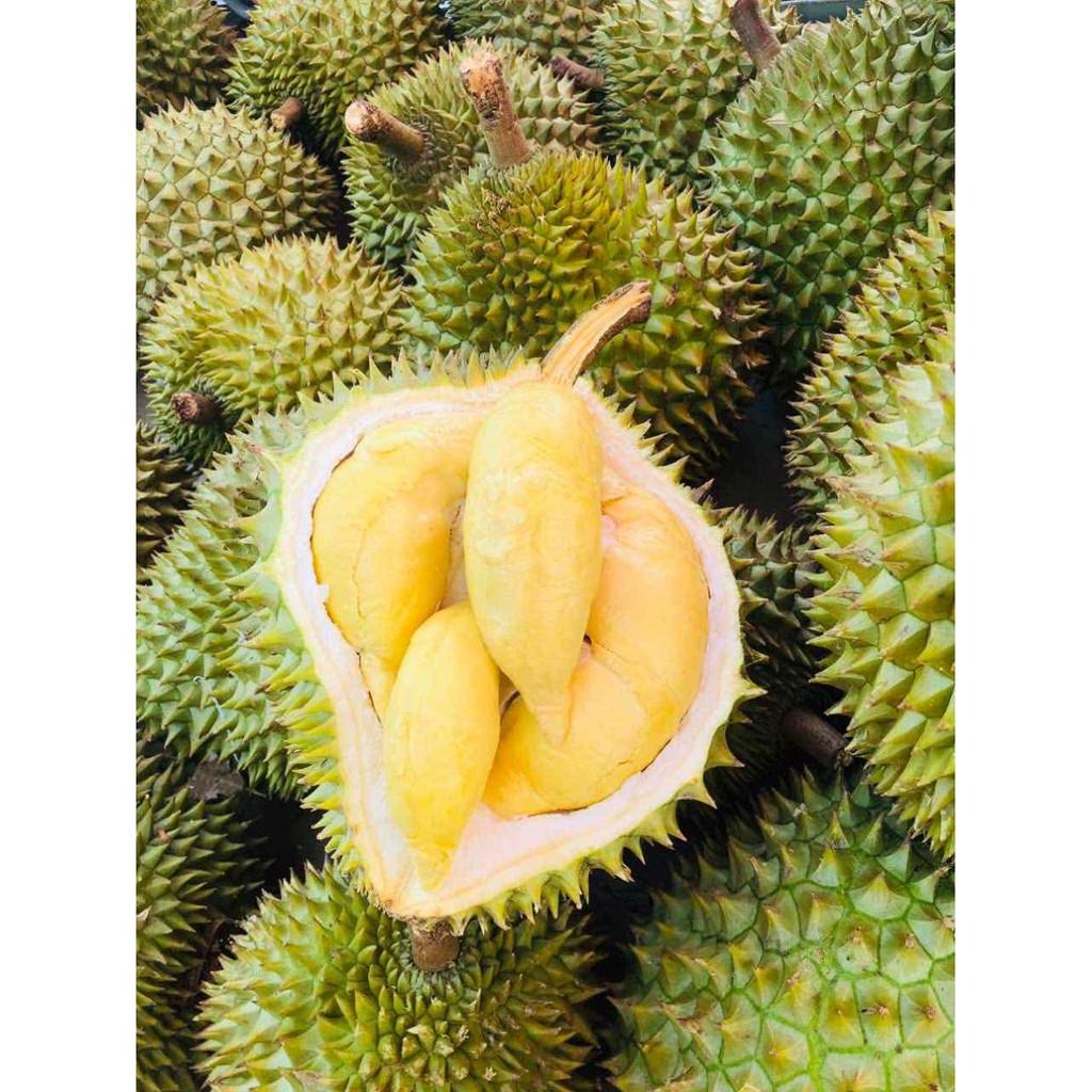 Cây giống sầu riêng ri 6 siêu thái