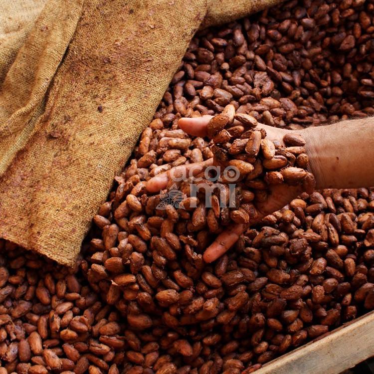 Bột ca cao nguyên chất vị truyền thống Cacao Mi loại Original đặc sản Việt Nam làm quà biếu tặng chuẩn xuất khẩu 127g