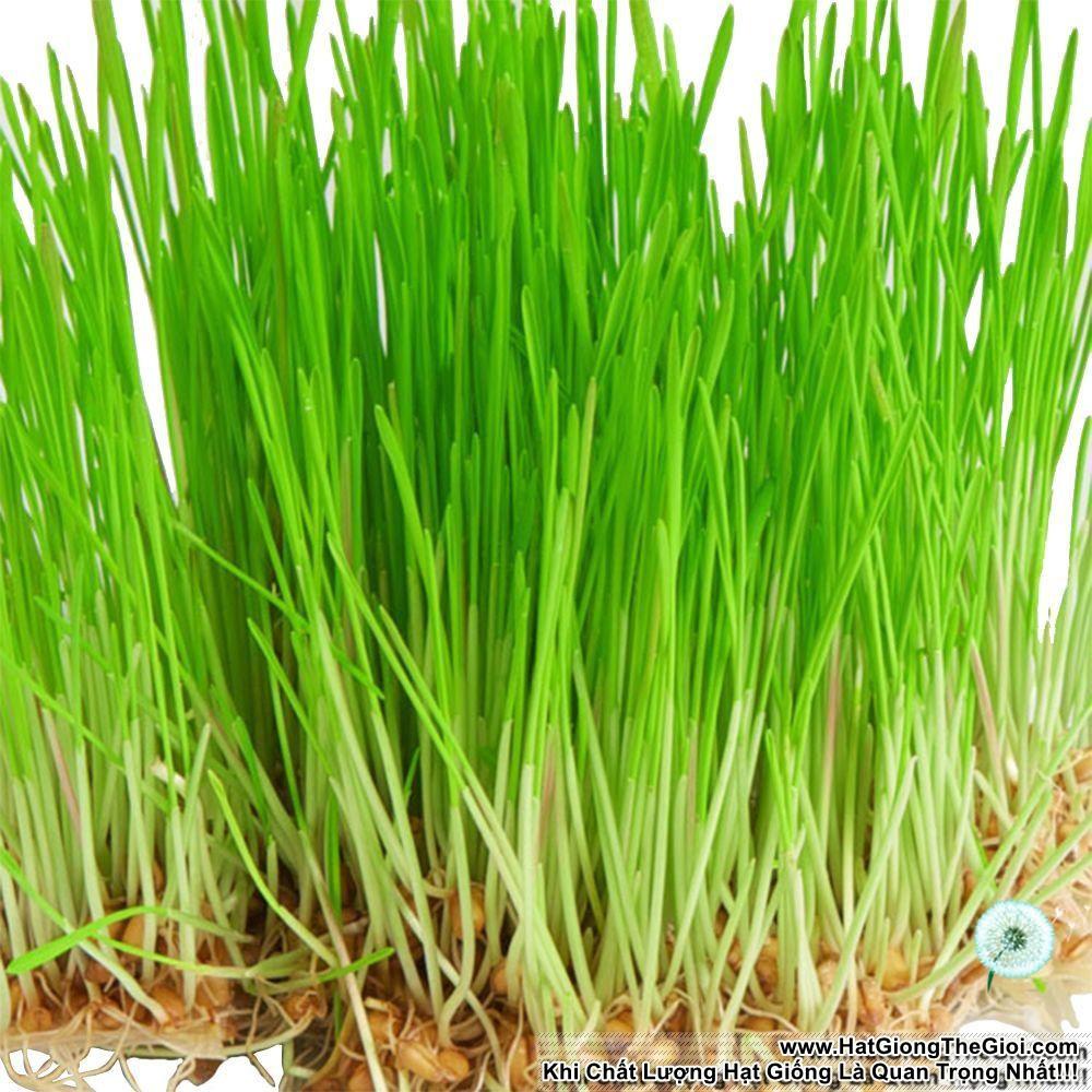 1Kg Hạt Giống Cỏ Lúa Mì Đỏ Cỏ Mèo Wheatgrass (A2.205| W20*V34)