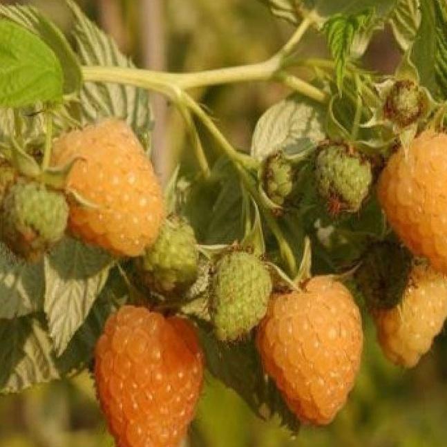 Hạt giống cây ăn trái mâm xôi vàng,hạt giống chuẩn f1 - Gói 30 hạt