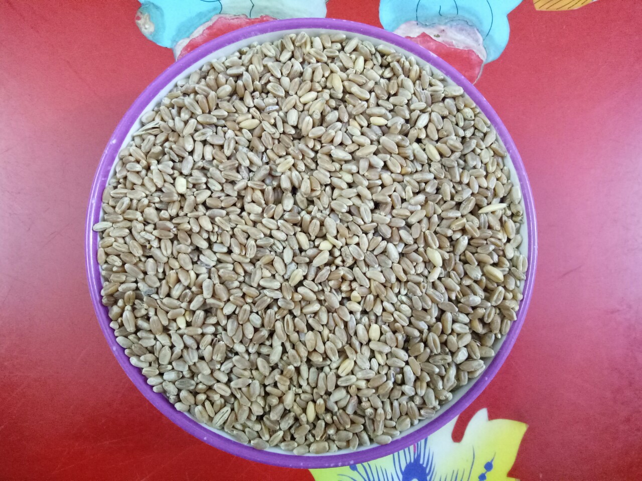 500g hạt cỏ lúa mì (cỏ mèo) làm mầm nuôi mèo, vẹt