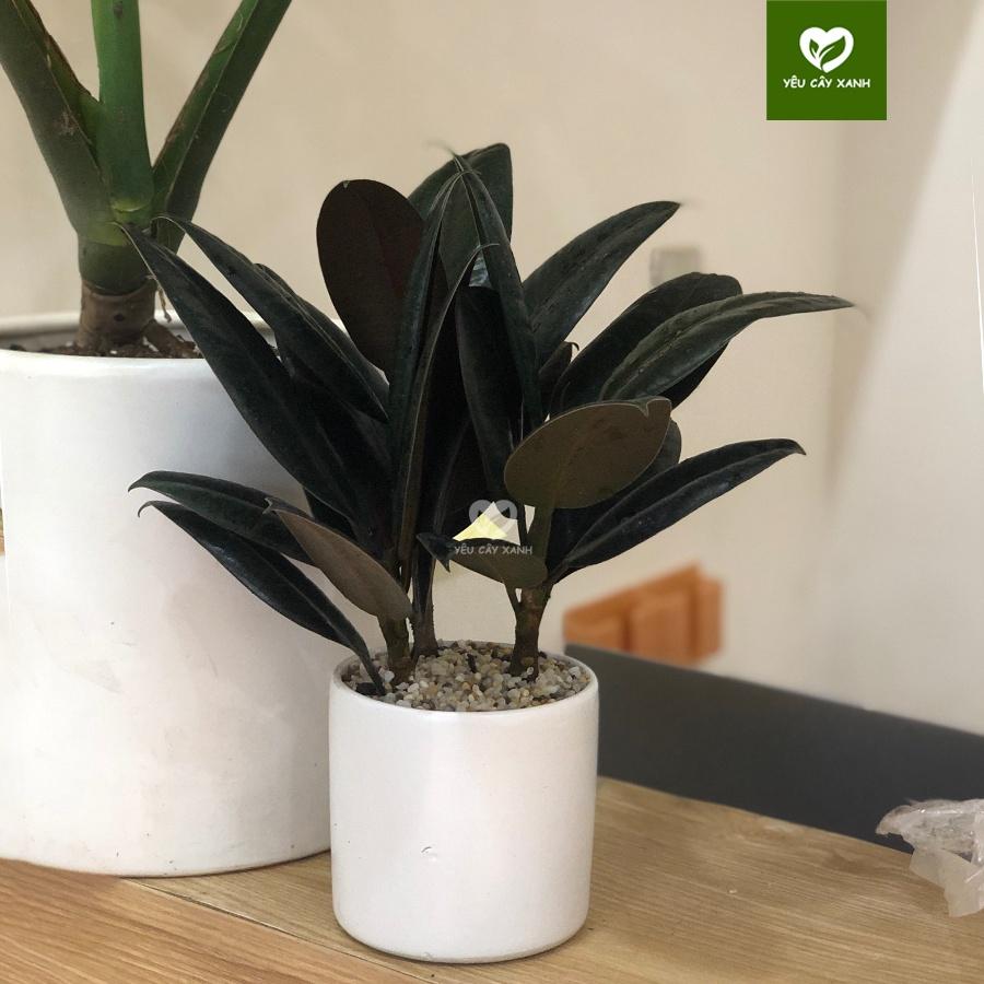 Cây Đa Búp Đỏ 3 Thân để bàn hợp phong thủy tượng trưng cho sự may mắn, hạnh phúc