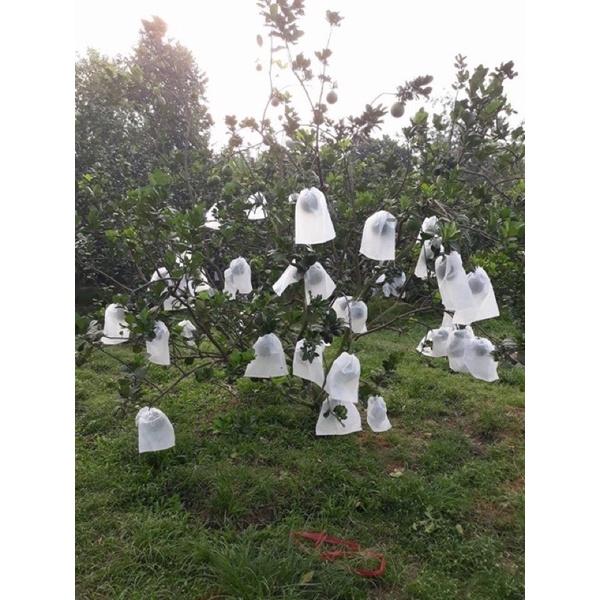 3 BỊCH TÚI BAO TRÁI CÂY ÁNH DƯƠNG