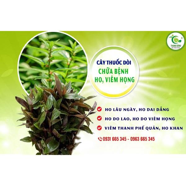 Cây Thuoc Dòi Khô (Cây Bọ Mắm) Tía 981SP PV